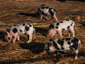 Will's Rare Breeds Farm - Tourism Townsville 0