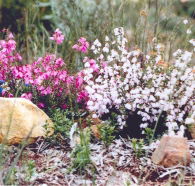 Stokes Bay Bush Garden