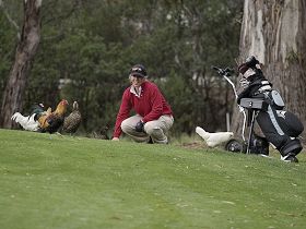 Tasmania Golf Club - The - Tourism Townsville 0