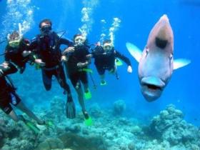 Magic Mountain Dive Site - Tourism Townsville 0