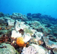 Mudjimba Old Woman Island Dive Site - Tourism Townsville