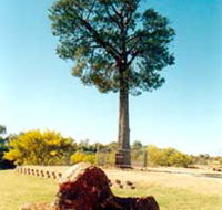 Robbers Tree