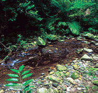 Wompoo Walk - Tourism Townsville