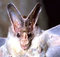 Mount Etna Caves National Park - Tourism Townsville