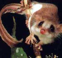 Carrowong Fauna Sanctuary - Tourism Townsville