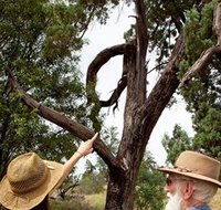 Charleville - Outback Native Timber Walk - Tourism Townsville