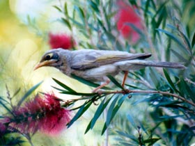 Windorah QLD Tourism Townsville