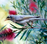 Windorah Nature Drive - Tourism Townsville