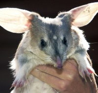 Charleville - Bilby Experience - Tourism Townsville
