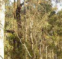 Warby-Ovens National Park - Tourism Townsville