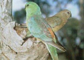 Rainbow VIC Tourism Townsville