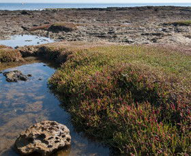Ricketts Point Marine Sanctuary - Tourism Townsville 0