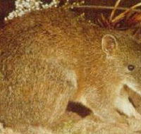The Pines Flora and Fauna Reserve - Tourism Townsville