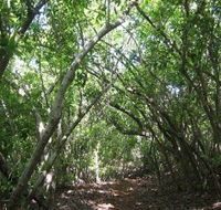 Eucalypt Trail - Tourism Townsville