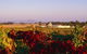 Morris Wines - thumb 0