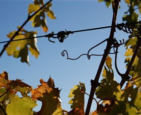 Blackjack Vineyards - Tourism Townsville 1