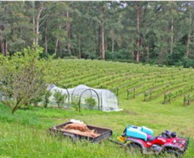 Peveril Vineyard/Beechy Berries - Tourism Townsville 1