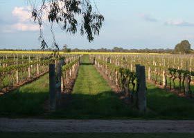 Water Wheel Vineyards - Tourism Townsville 0