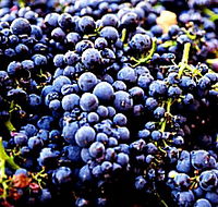 Tolpuddle Vineyard