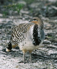 Cowalellup ACT Tourism Townsville