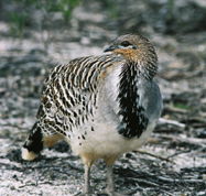 Yongergnow Australian Malleefowl Centre - Tourism Townsville