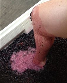 Billy Button Wines - Tourism Townsville 1