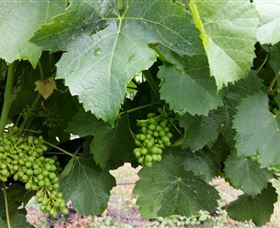 Kerralee Wines - Tourism Townsville 1