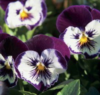 Newtown Park State Rose Garden - Tourism Townsville