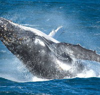 Sydney Whale Watching - Tourism Townsville