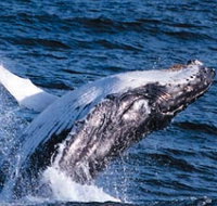 Sydney Eco Whale Watching - Tourism Townsville