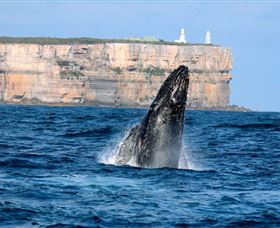 Cloud9 Tours - Tourism Townsville 4