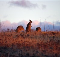 Dingo Tours - Tourism Townsville
