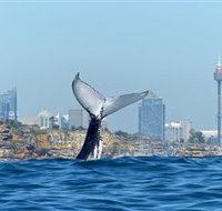 Oz Whale Watching - Tourism Townsville