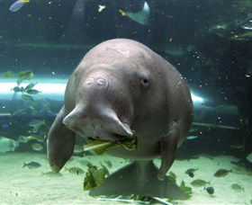 SEA LIFE Sydney Aquarium - Tourism Townsville 1
