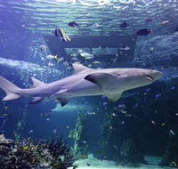 SEA LIFE Sydney Aquarium - Tourism Townsville