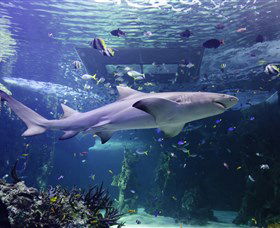 SEA LIFE Sydney Aquarium - Tourism Townsville 0