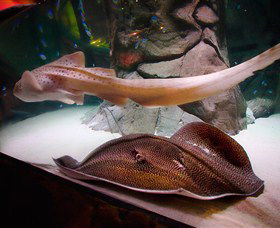 SEA LIFE Sydney Aquarium - Tourism Townsville 4