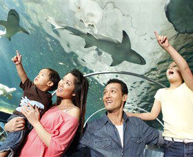 SEA LIFE Sydney Aquarium - Tourism Townsville 7
