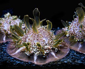 SEA LIFE Sydney Aquarium - Tourism Townsville 8