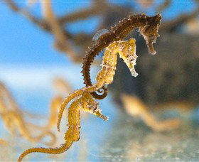 SEA LIFE Sydney Aquarium - Tourism Townsville 6