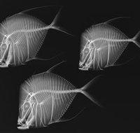 X-Ray Vision Fish Inside Out - Tourism Townsville