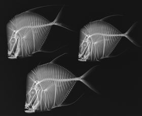 X-Ray Vision: Fish Inside Out - Tourism Townsville 0