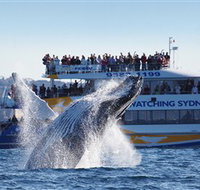 Bass  Flinders Cruises - Tourism Townsville