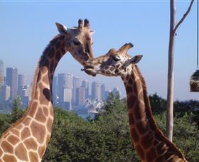 Dawes Point NSW Tourism Townsville