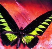 Macleay Museum - Tourism Townsville