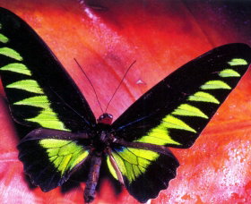 Macleay Museum - Tourism Townsville 0