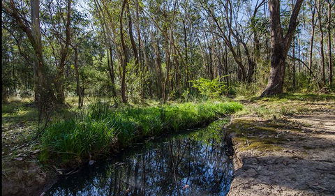 Scheyville Horse Riding Trails - Tourism Townsville 2