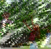 Forest Range Cherries - Tourism Townsville