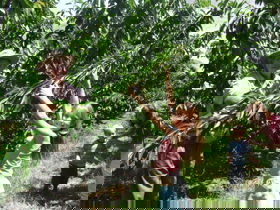 Forest Range Cherries - Tourism Townsville 0