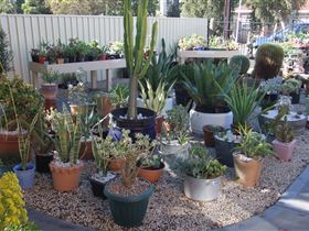 Cactus Creations - Tourism Townsville 1